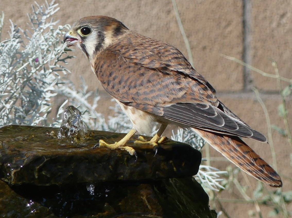 Kestrel