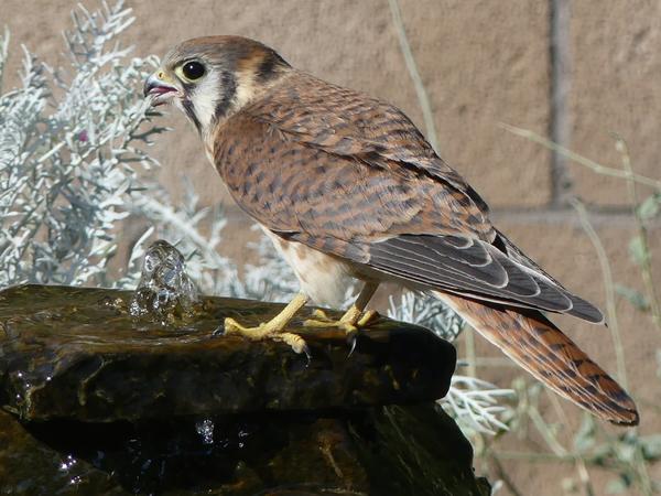 Kestrel